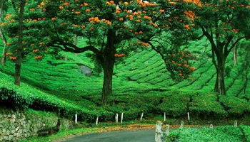 coorg budget tour packages